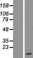 ARMS2 Human Over-expression Lysate