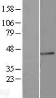 FUT3 Human Over-expression Lysate