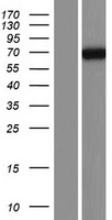 PDE4C Human Over-expression Lysate