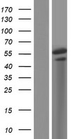 TOX2 Human Over-expression Lysate