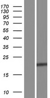 KDELR2 Human Over-expression Lysate