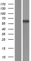 RAP1GDS1 Human Over-expression Lysate