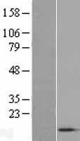 ACYP1 Human Over-expression Lysate