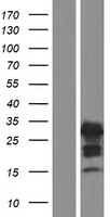 AMELX Human Over-expression Lysate
