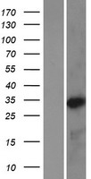 BAPX1 (NKX3-2) Human Over-expression Lysate