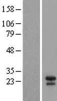 BID Human Over-expression Lysate