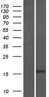 BTF3 Human Over-expression Lysate