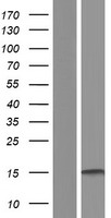 CREBL2 Human Over-expression Lysate