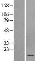 CSHL1 Human Over-expression Lysate