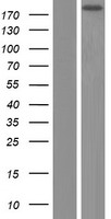 GTF3C1 Human Over-expression Lysate