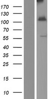 INPP4A Human Over-expression Lysate