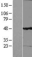 KCNG1 Human Over-expression Lysate