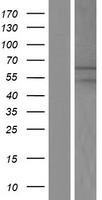 MGAT2 Human Over-expression Lysate