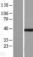 IKB beta (NFKBIB) Human Over-expression Lysate