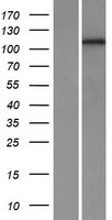 PCDH1 Human Over-expression Lysate