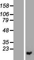 PIGF Human Over-expression Lysate