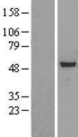 RbAp46 (RBBP7) Human Over-expression Lysate
