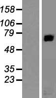 RAP1GAP Human Over-expression Lysate