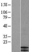 TARC (CCL17) Human Over-expression Lysate