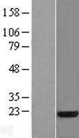 SFRS3 (SRSF3) Human Over-expression Lysate