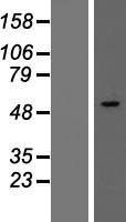 SMARCD3 Human Over-expression Lysate