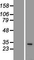 SPI1 Human Over-expression Lysate