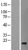 SRP19 Human Over-expression Lysate