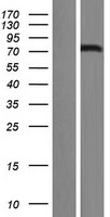 FOXN1 Human Over-expression Lysate