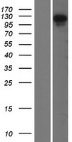 OFD1 Human Over-expression Lysate