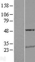 TRAIL (TNFSF10) Human Over-expression Lysate