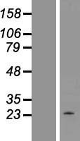 LIGHT (TNFSF14) Human Over-expression Lysate