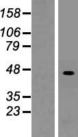 SUCLG2 Human Over-expression Lysate