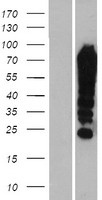 FUBP1 Human Over-expression Lysate