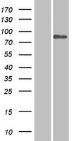 SP110 Human Over-expression Lysate