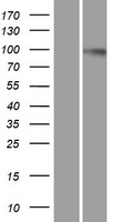 Dynamin 2 (DNM2) Human Over-expression Lysate