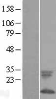 FXYD1 Human Over-expression Lysate