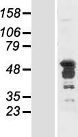 PCBP2 Human Over-expression Lysate