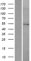 HMGCS2 Human Over-expression Lysate