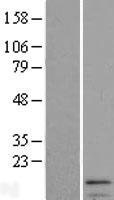 IFI27 Human Over-expression Lysate