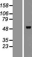 Perilipin 3 (PLIN3) Human Over-expression Lysate