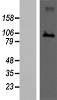Malt1 Mouse Over-expression Lysate