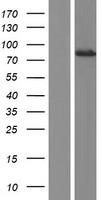 Dystrobrevin alpha (DTNA) Human Over-expression Lysate