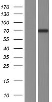 NT5C1B Human Over-expression Lysate