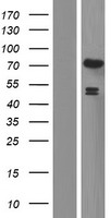 EXD2 Human Over-expression Lysate