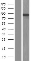 Matrin 3 (MATR3) Human Over-expression Lysate