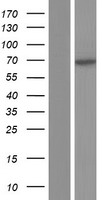 TCF7L2 Human Over-expression Lysate