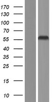 SEPTIN4 Human Over-expression Lysate