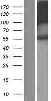 Fukutin (FKTN) Human Over-expression Lysate