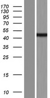 SEC14L6 Human Over-expression Lysate