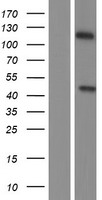 LIPF Human Over-expression Lysate